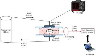 Long-term-survival phase cells of Salmonella enteritidis ATCC 13076 exhibit significantly greater tolerance to atmospheric cold plasma treatment of shell eggs